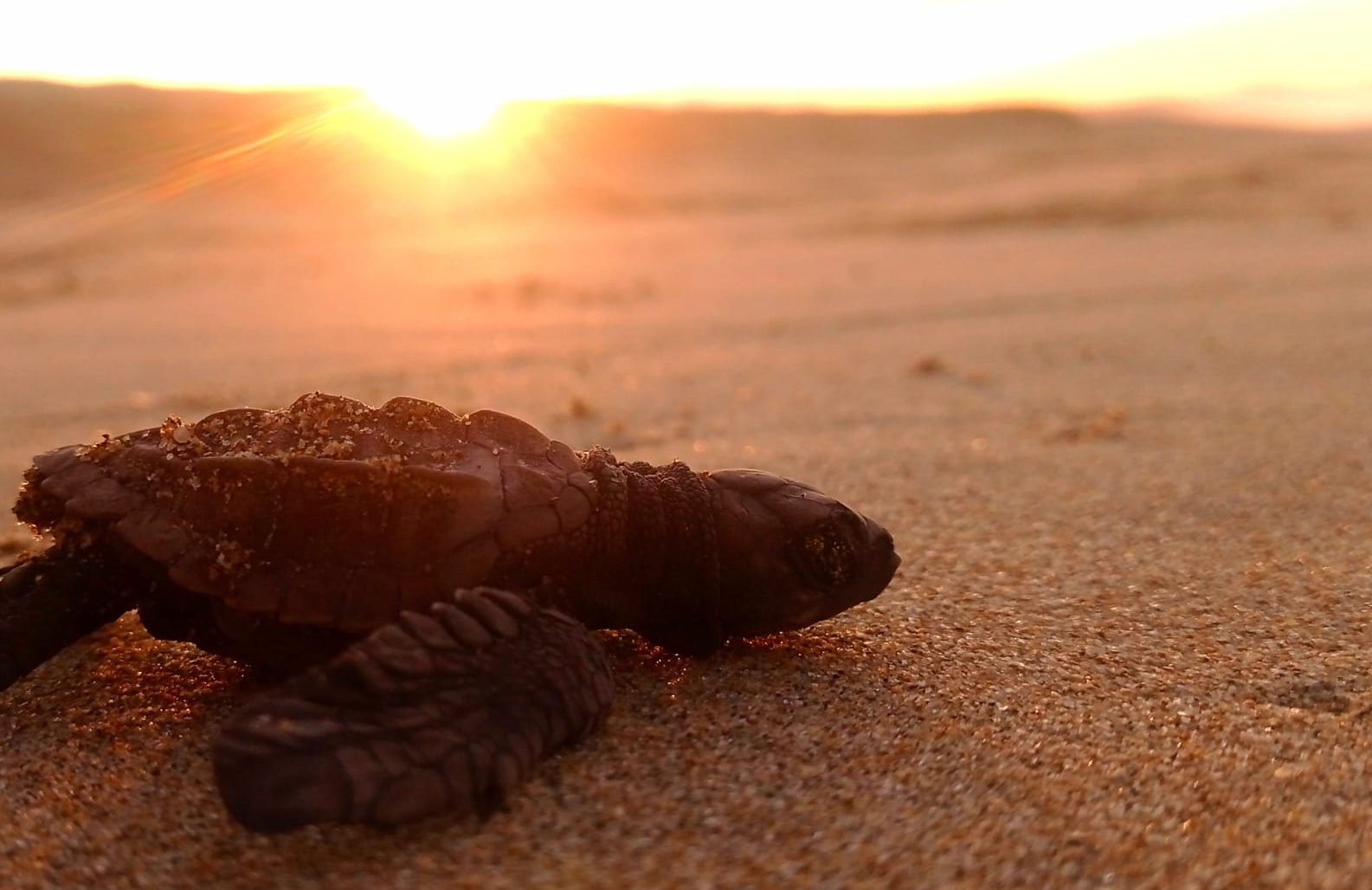 #TurtleSays – What do we eat? / ¿Qué comemos las tortugas marinas?