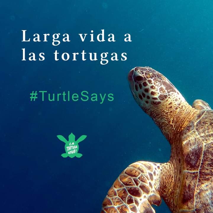 #TurtleSays: Do all turtles have hard shells? / Todas las tortugas tienen caparazones duros